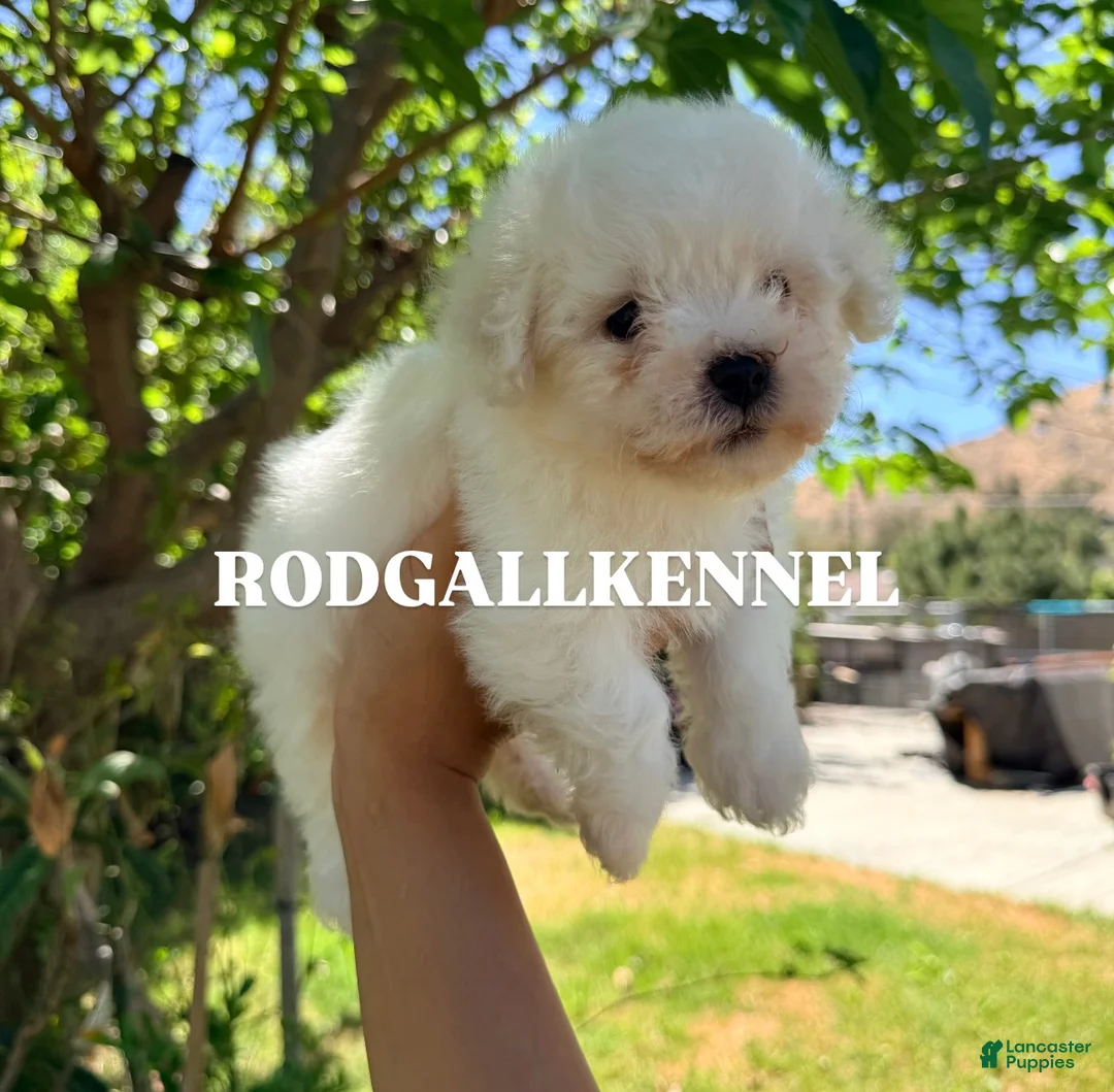 Bichon Frise dogs for sale: Bichon Frise Puppy 1 - Ad 1