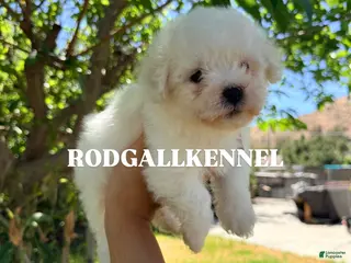 Bichon Frise dogs Bichon Frise Puppy 1 - Ad 27