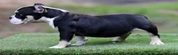 American Bully dogs for sale: Black Tri Male - Ad 10