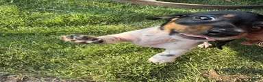 Miniature Dachshund Puppy 7