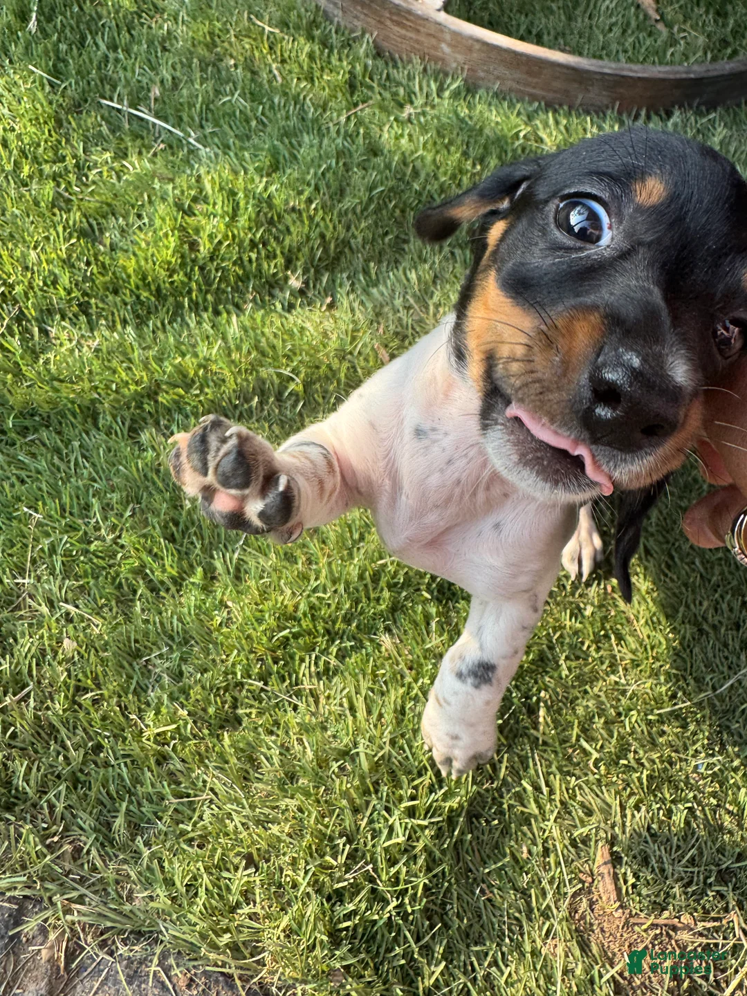 Miniature Dachshund dogs for sale: Miniature Dachshund Puppy 7 - Ad 1