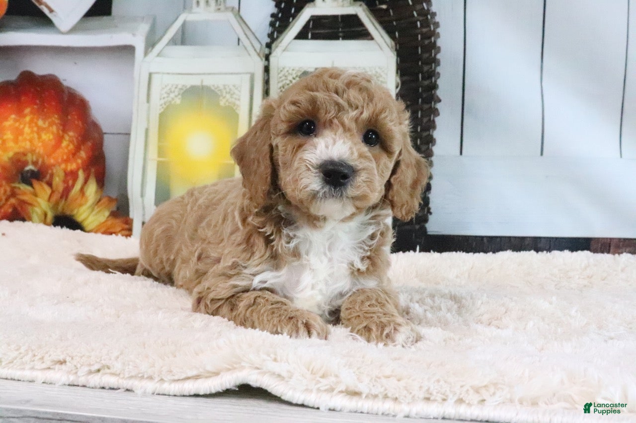 Mini Goldendoodle dogs Fifi - Ad 2