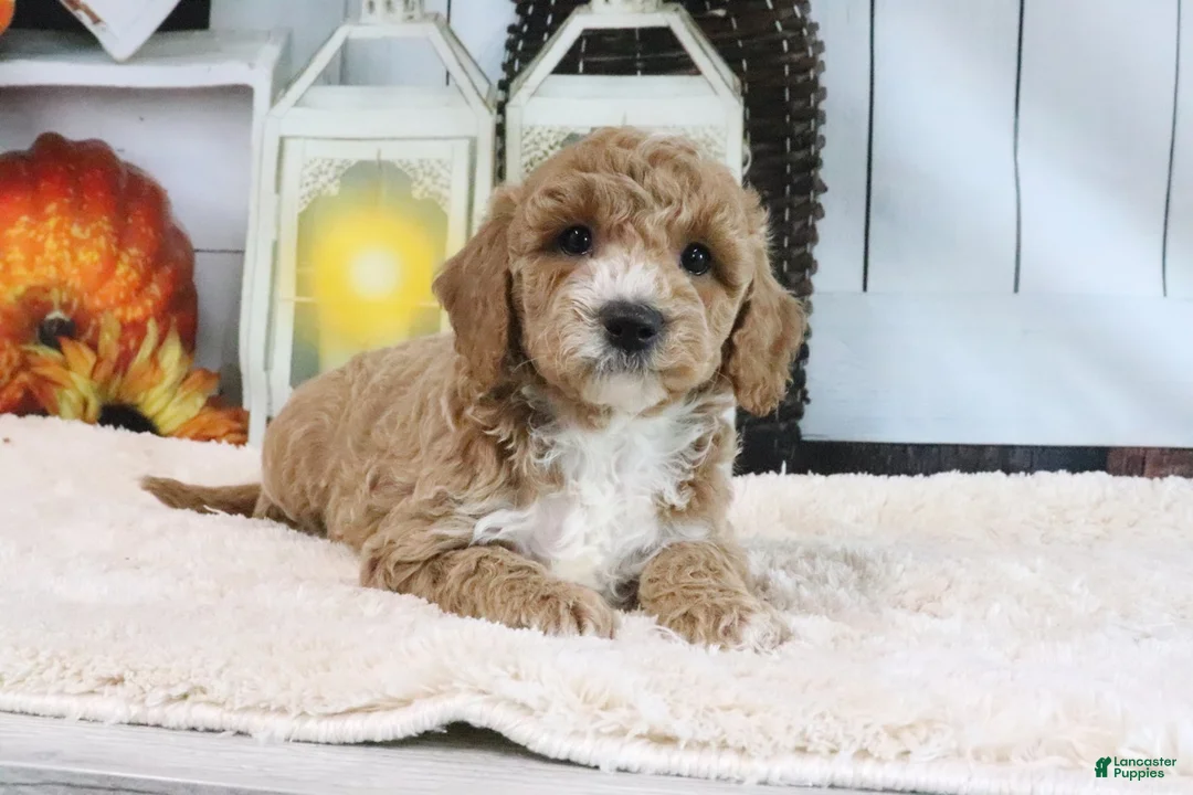 Mini Goldendoodle dogs for sale: Fifi - Ad 2