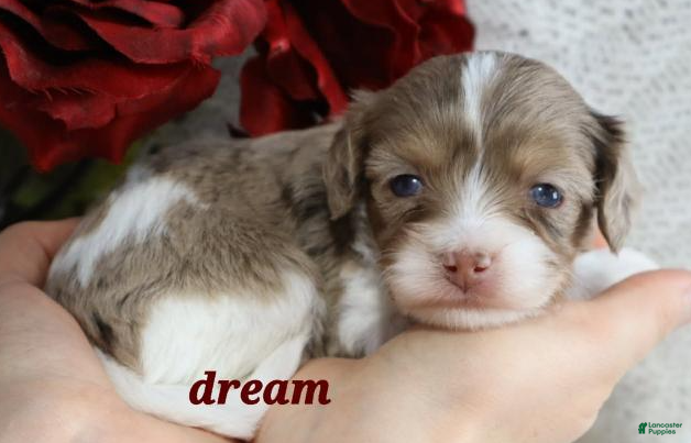 Cavapoo dogs Elliot - Ad 24