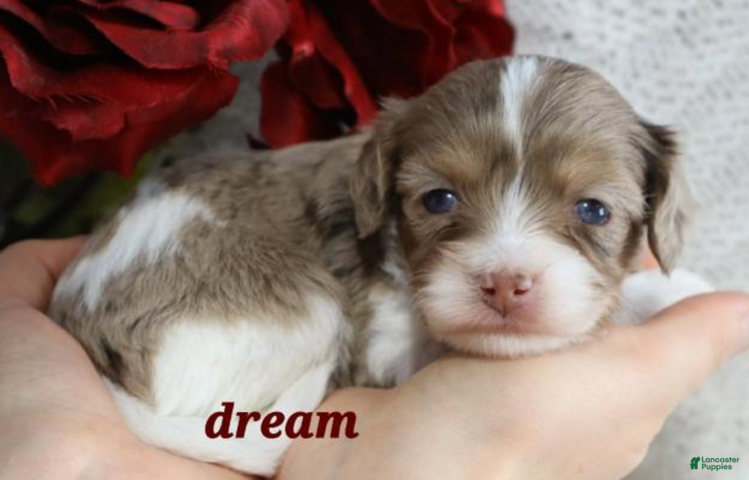 Cavapoo dogs for sale: Elliot - Ad 1