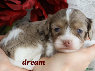 Cavapoo dogs Elliot - Ad 24