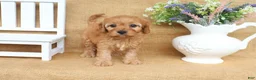 Cavapoo dogs for sale: Noah - Ad 4