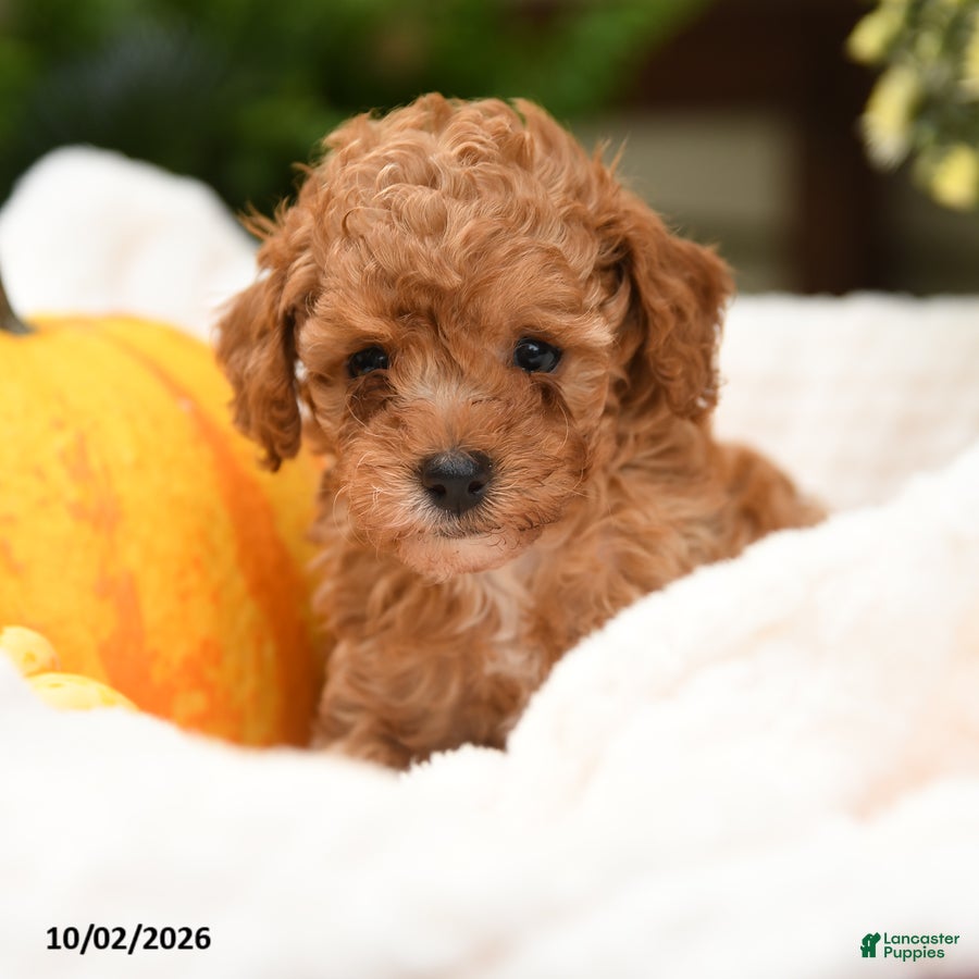 Toy Poodle dogs Peter - Ad 1