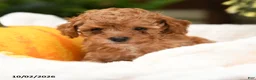 Toy Poodle dogs for sale: Peter - Ad 1
