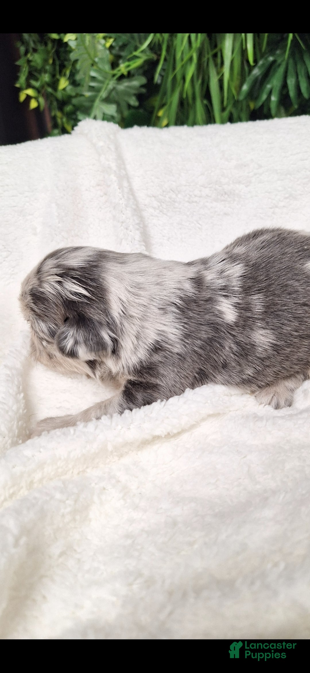 French Bulldog dogs for sale: Tim - Ad 11