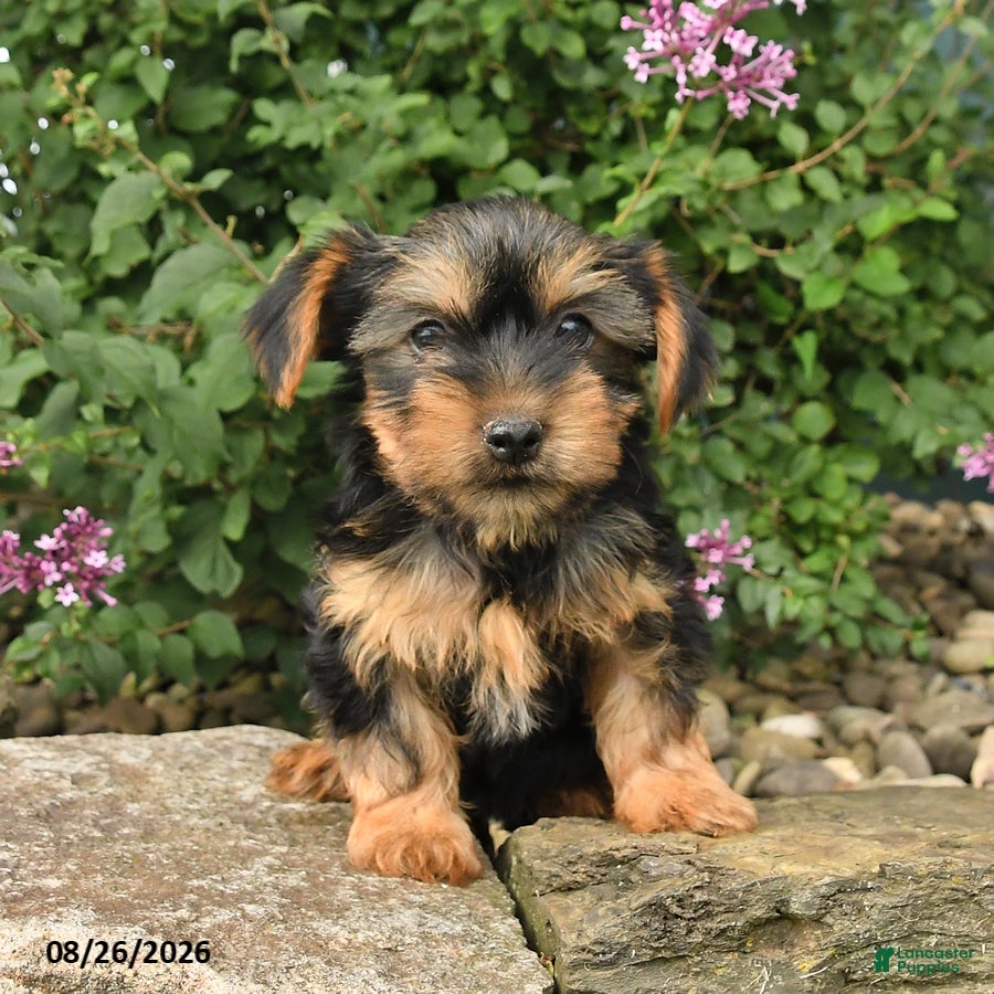 Yorkshire Terrier dogs Cinnamon - Ad 2