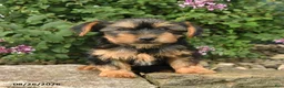 Yorkshire Terrier dogs for sale: Cinnamon - Ad 2