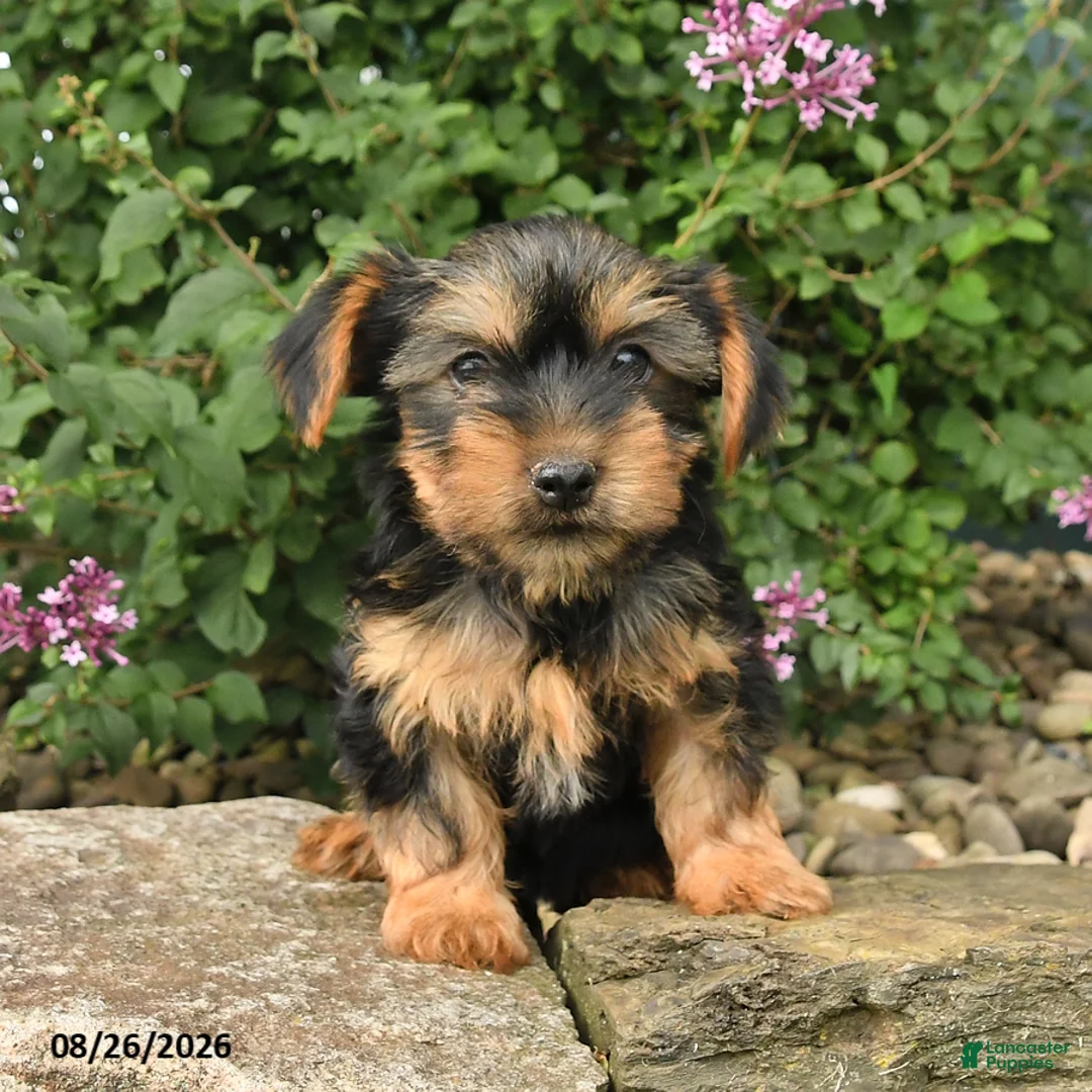 Yorkshire Terrier dogs for sale: Cinnamon - Ad 2