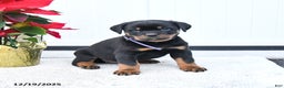 Rottweiler dogs for sale: Tilly - Ad 2