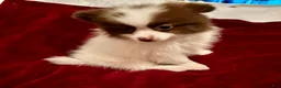 Pomeranian dogs for sale: Pomeranian 1. Bandit - Ad 4