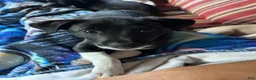 Rat Terrier dogs for sale: George - Ad 7