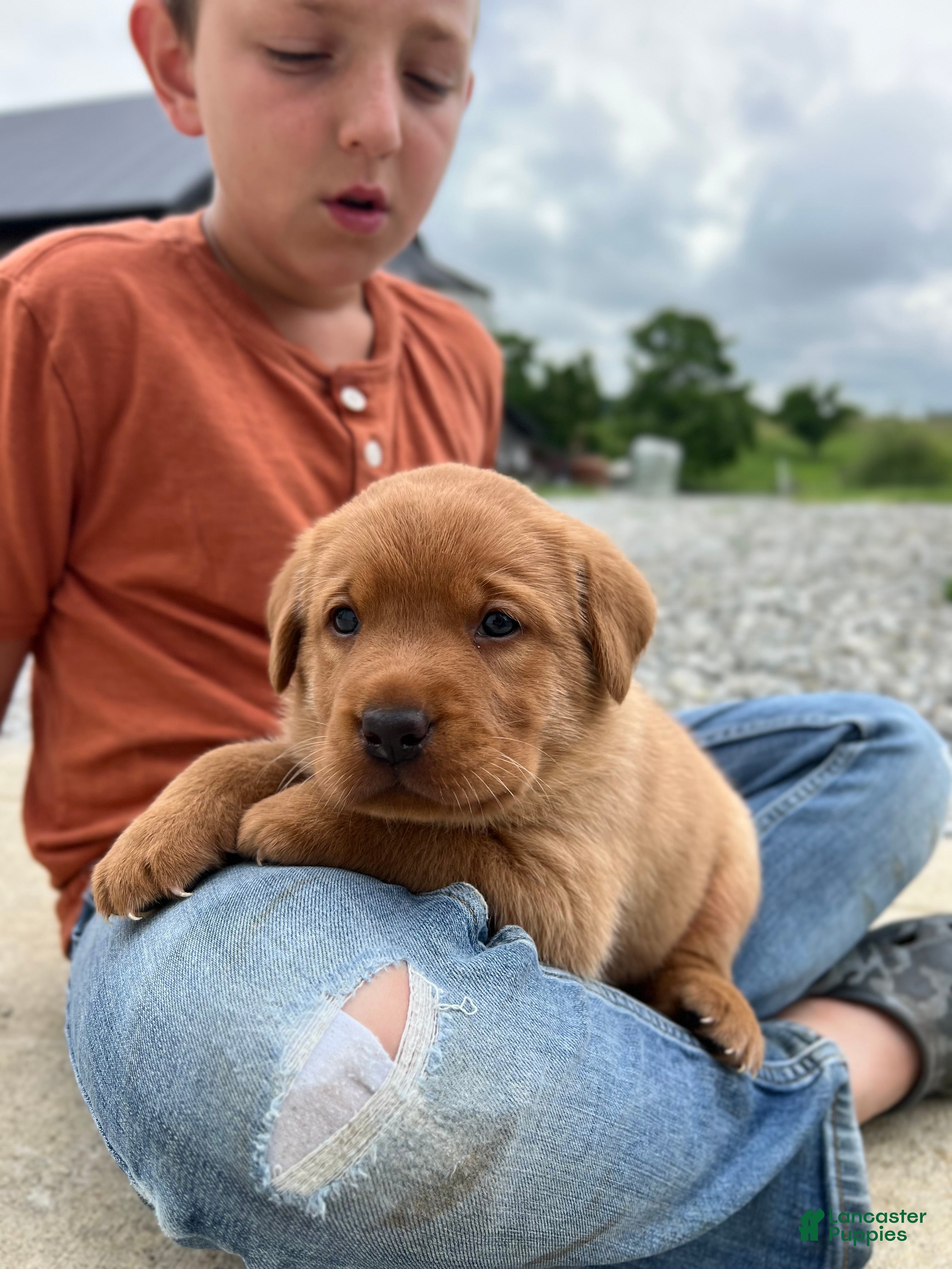 Labrador Retriever dogs Labrador Retriever 2 - Ad 37