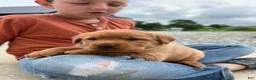 Labrador Retriever dogs for sale: Labrador Retriever 2 - Ad 1
