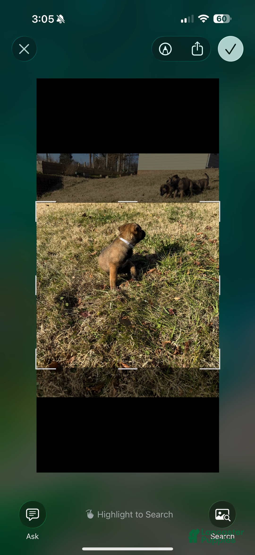 Belgian Malinois dogs for sale: Belgian Malinois Puppy 8 - Ad 3