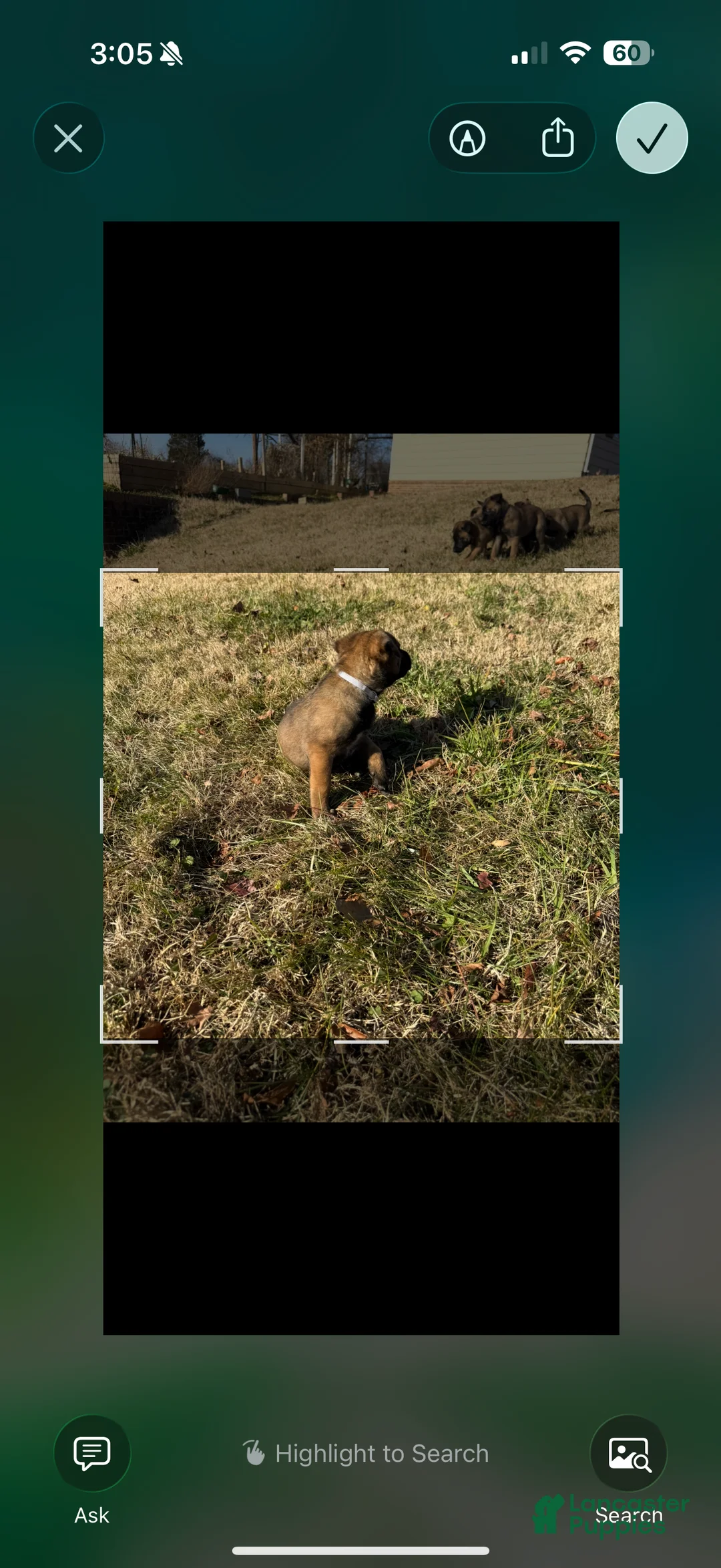 Belgian Malinois dogs for sale: Belgian Malinois Puppy 8 - Ad 3