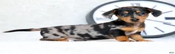 Miniature Dachshund dogs for sale: Lilla - Ad 3