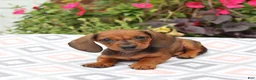 Miniature Dachshund dogs for sale: Digger - Ad 5