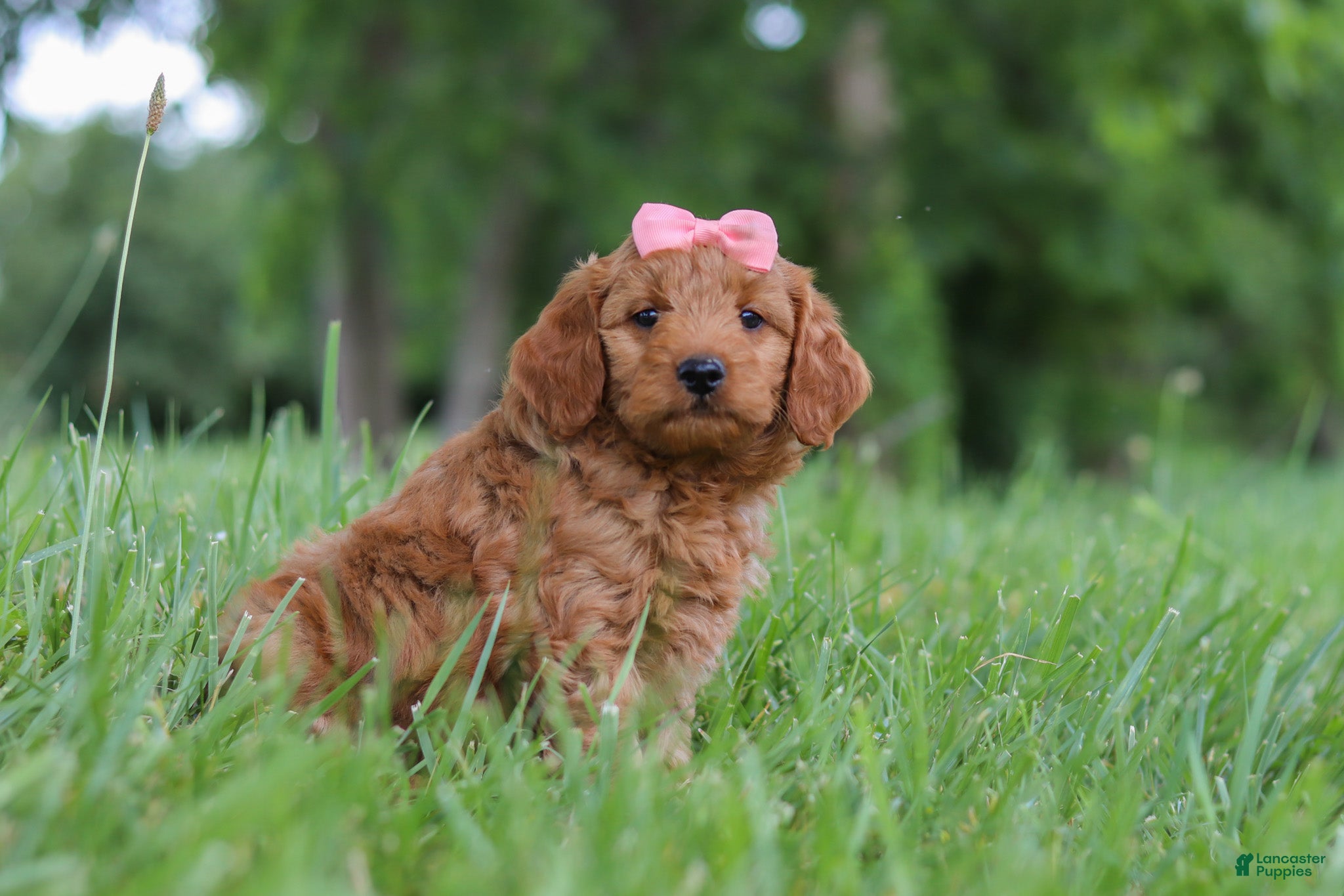 Mini Goldendoodle dogs Beauty - Ad 2