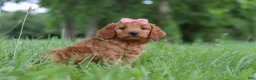 Mini Goldendoodle dogs for sale: Beauty - Ad 2