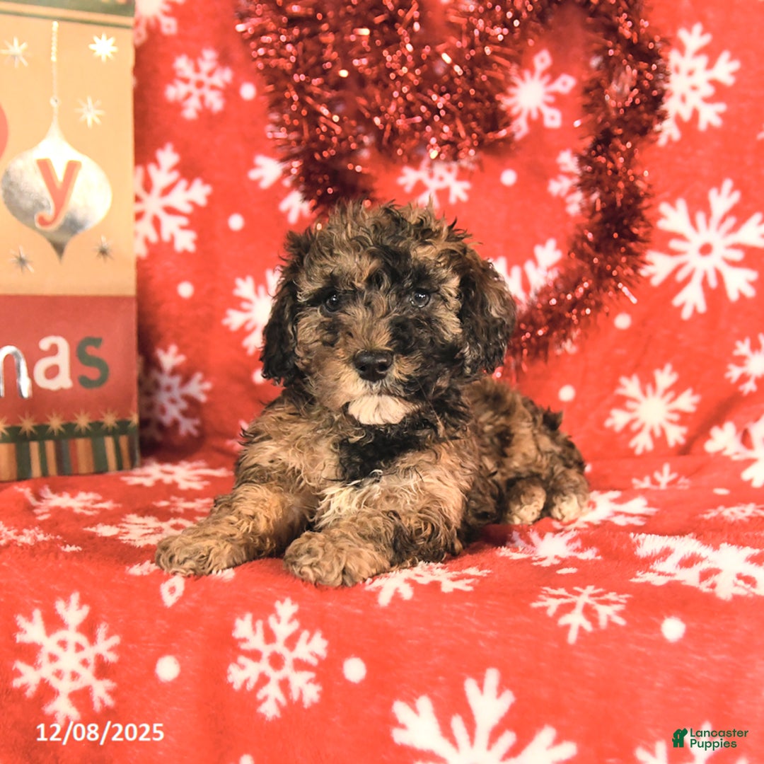 Miniature Poodle dogs for sale: Cody - Ad 4