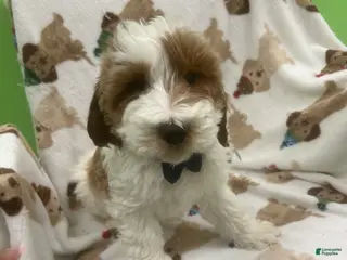 Mini Goldendoodle dogs Bear - Ad 10