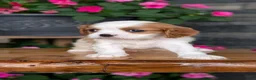 Cavalier King Charles Spaniel dogs for sale: Lady - Ad 6