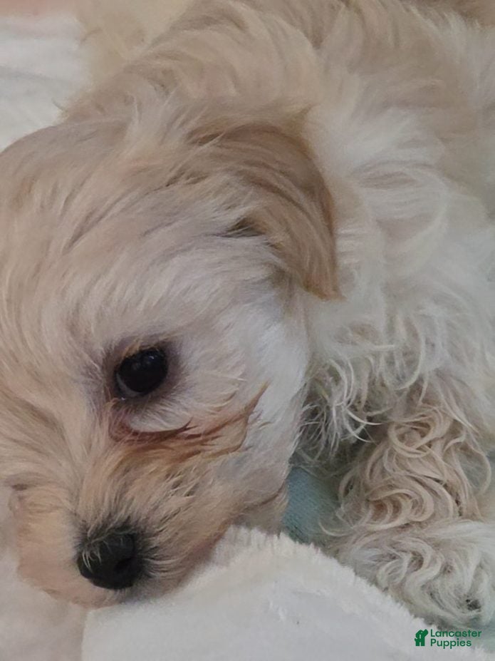 Morkie dogs Dorito - Ad 2