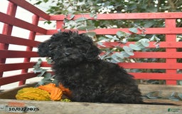 Mini Goldendoodle dogs for sale: Coconut - Image 7