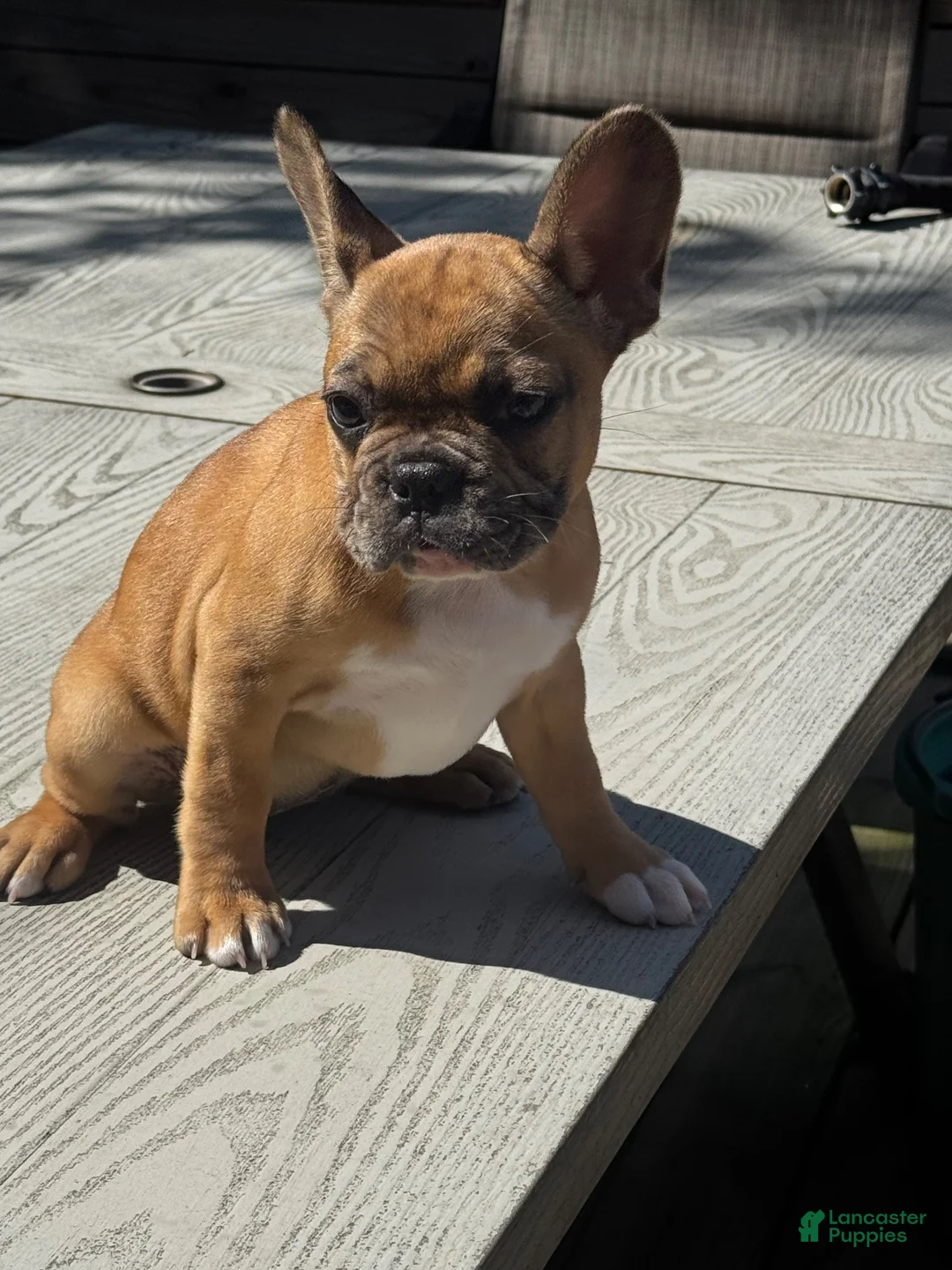French Bulldog dogs for sale: Pretty Girl - Ad 2