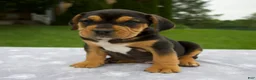Beabull dogs for sale: Duff - Ad 4
