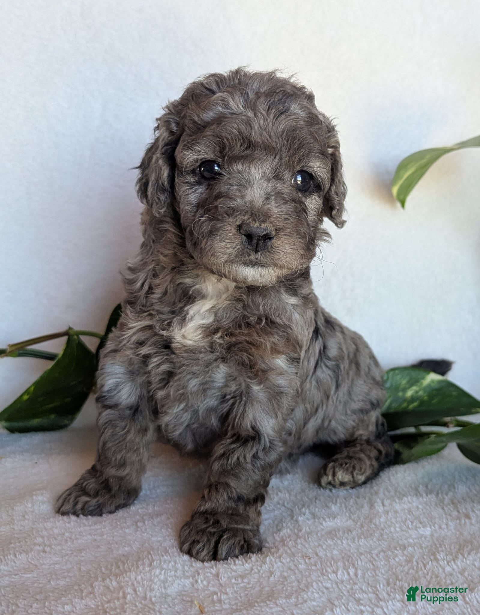 Cockapoo dogs for sale: Dolly F1B - Ad 1