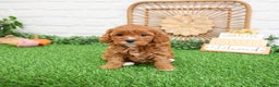 Cavapoo dogs for sale: Glory - Ad 6