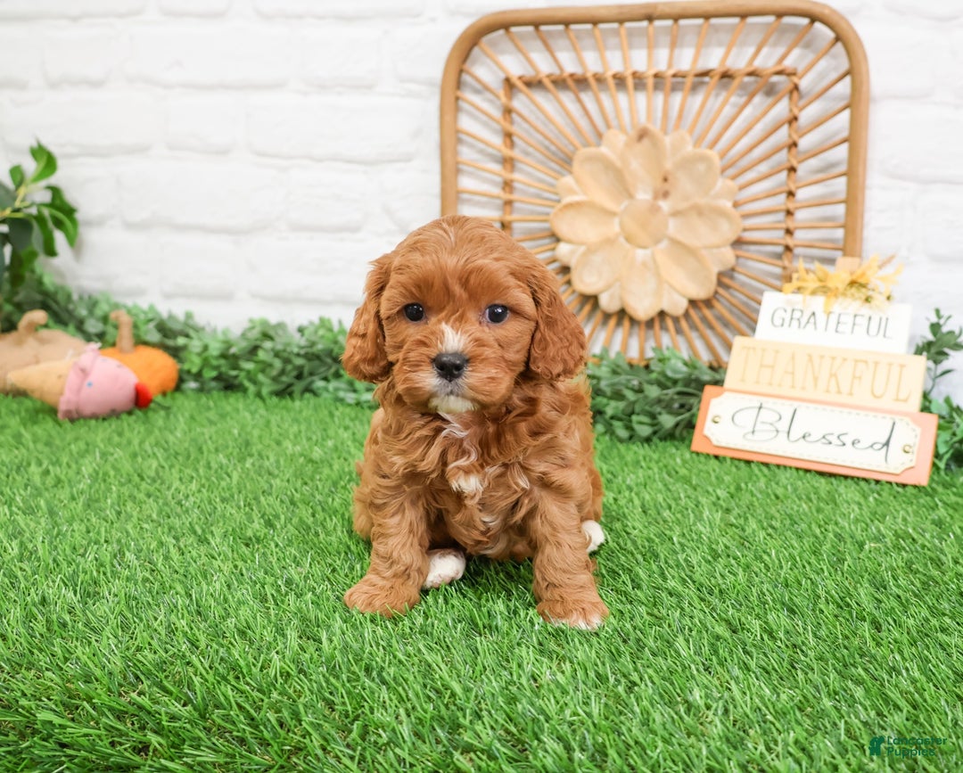 Cavapoo dogs for sale: Glory - Ad 6