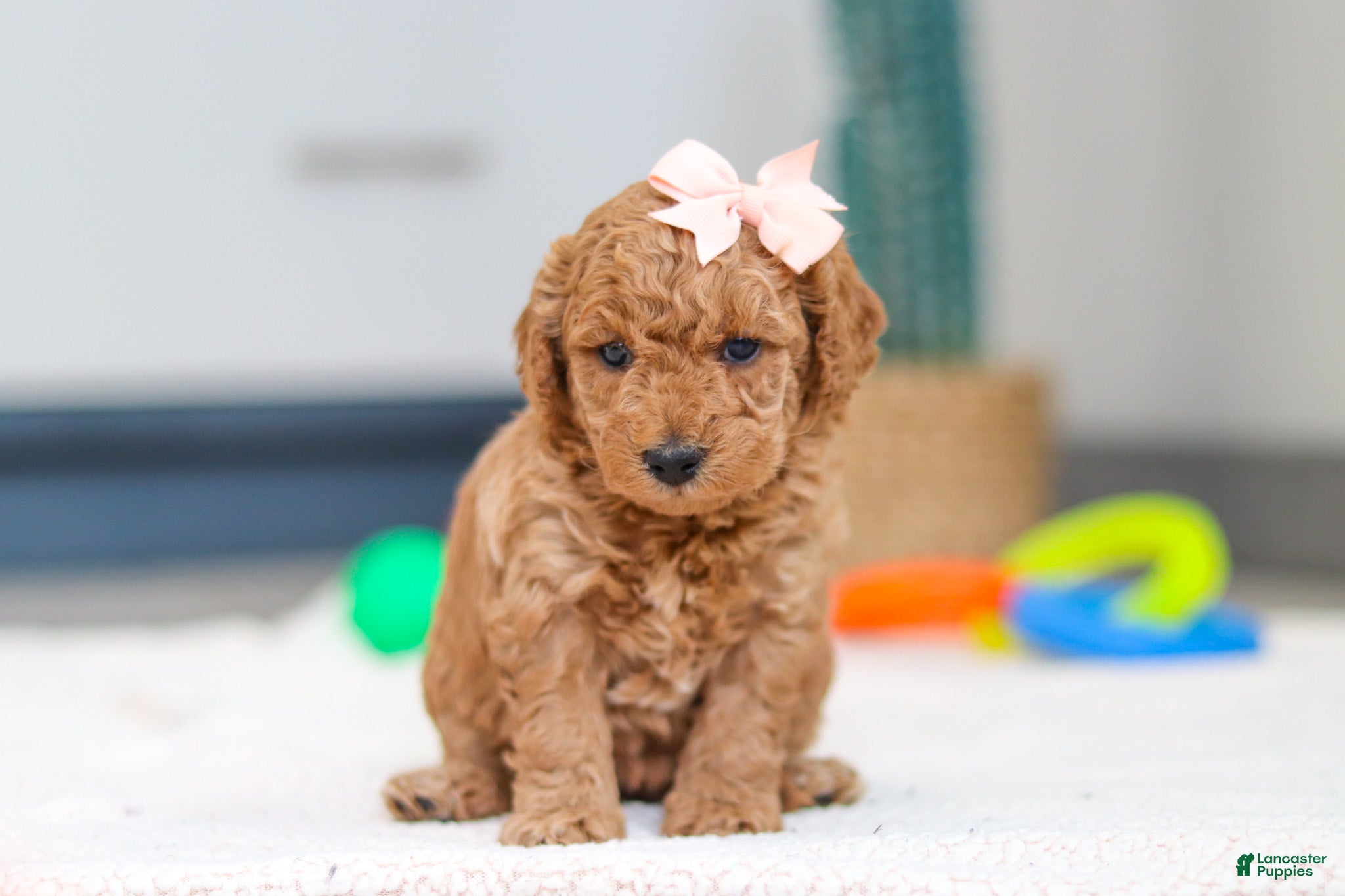 Mini Goldendoodle dogs Missy - Ad 37