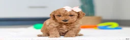 Mini Goldendoodle dogs for sale: Missy - Ad 1