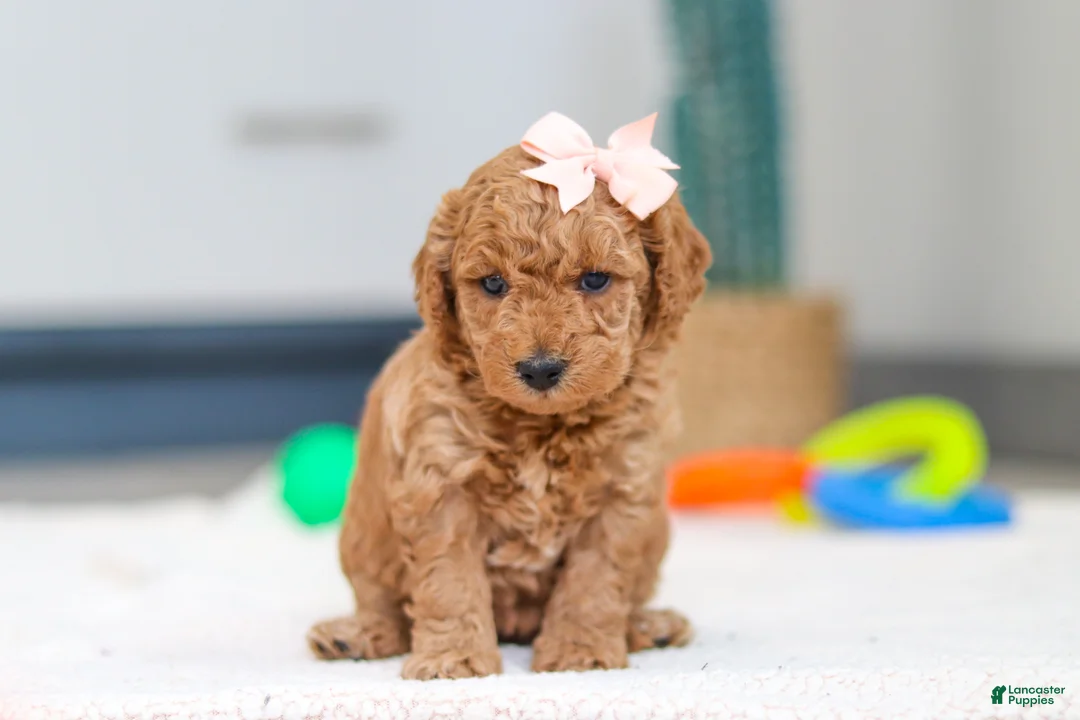 Mini Goldendoodle dogs for sale: Missy - Ad 1