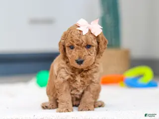 Mini Goldendoodle dogs Missy - Ad 37