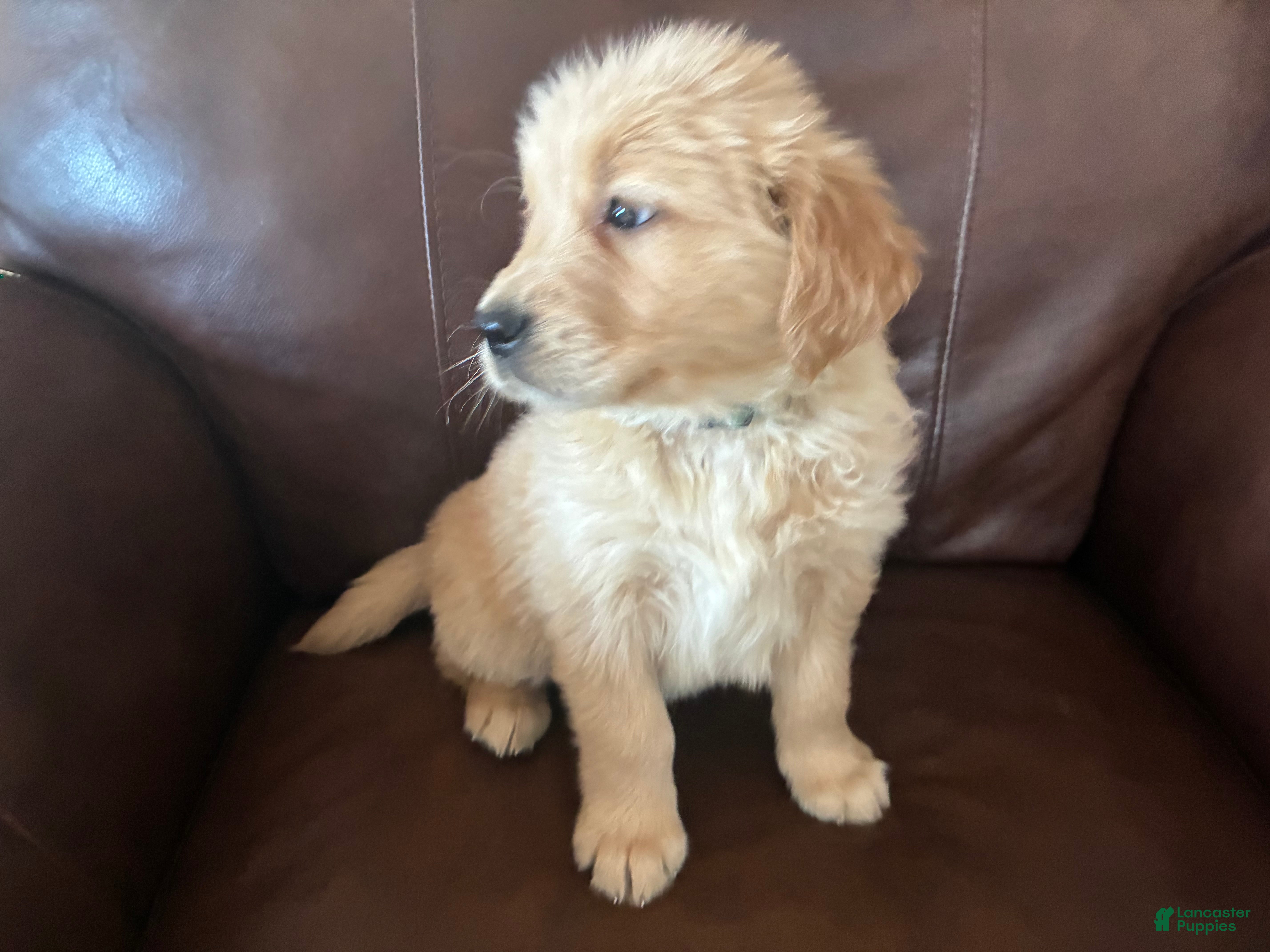 Golden Retriever dogs Alexander - Ad 2