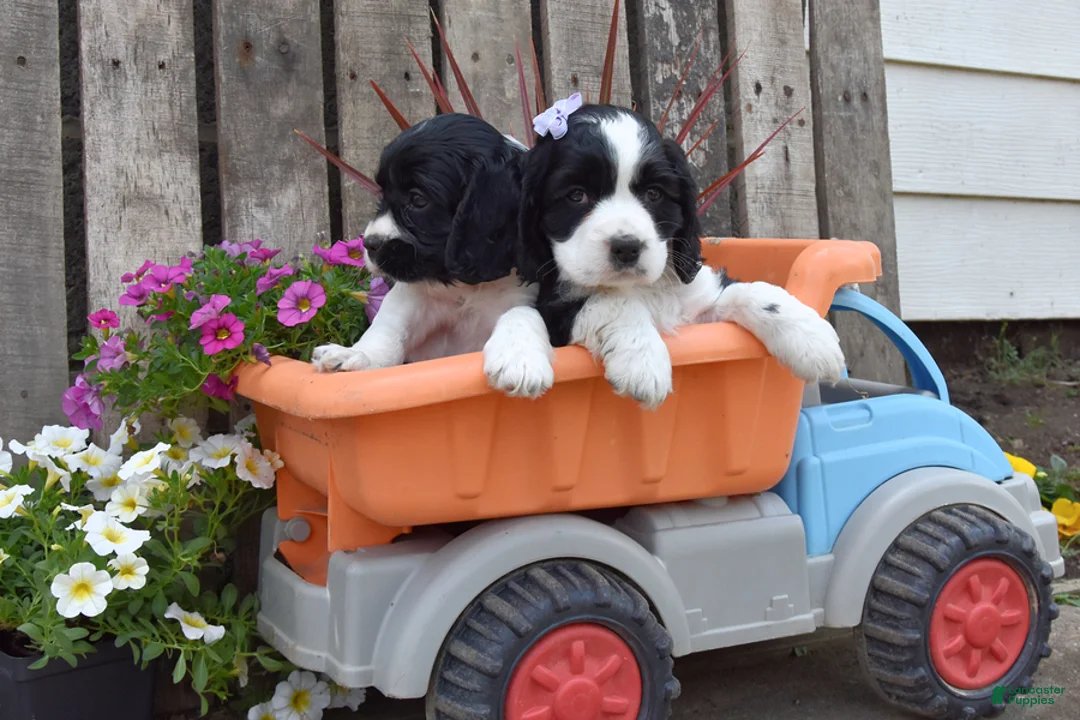 Cocker Spaniel dogs for sale: May - Ad 3