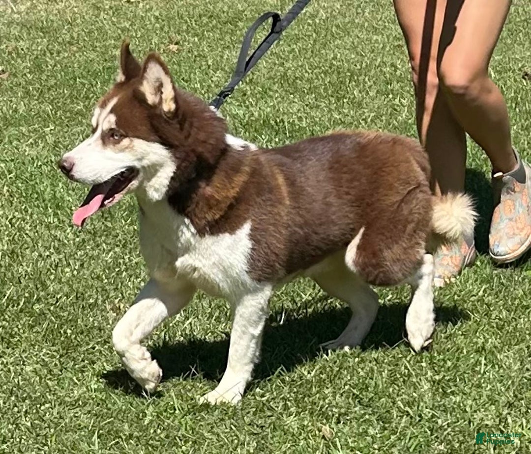 Siberian Husky dogs for sale: Thor - Ad 7