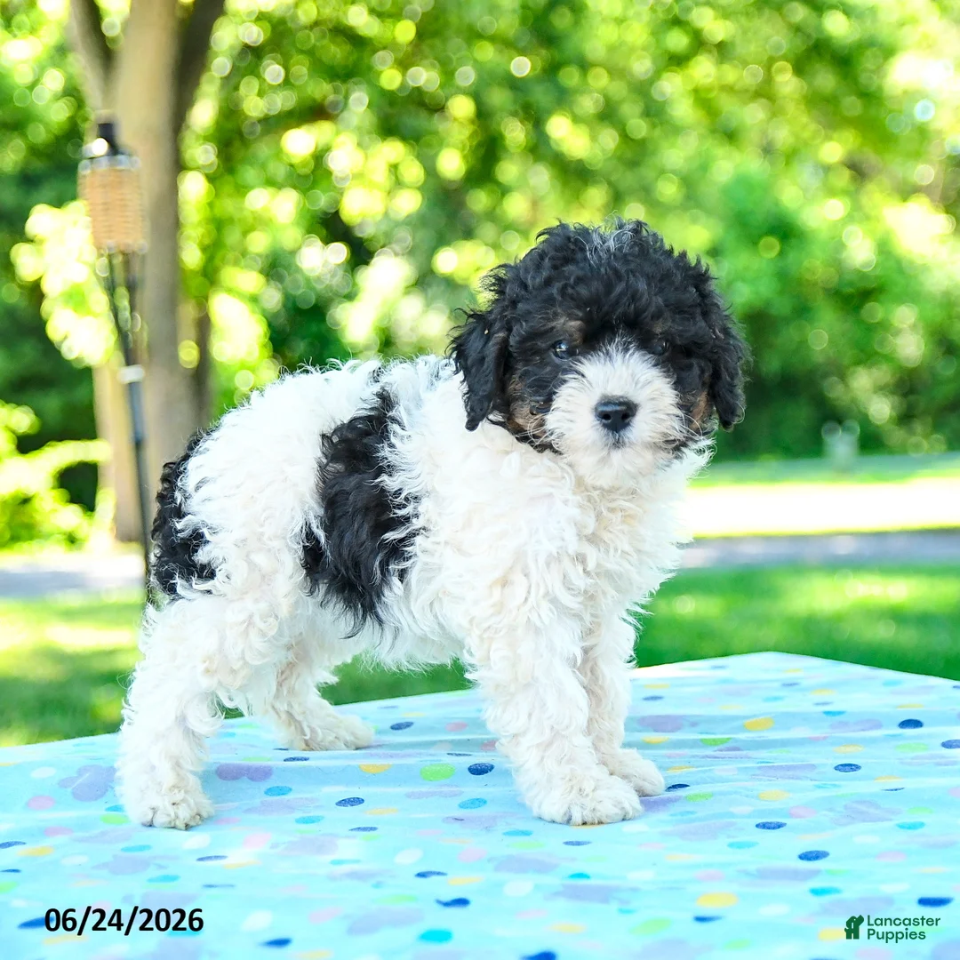Shihpoo dogs for sale: Sharlene - Ad 1