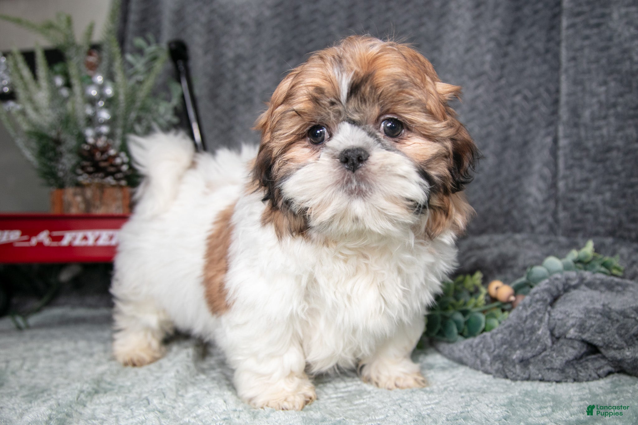Shih Tzu dogs Peanut - Ad 42