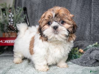 Shih Tzu dogs Peanut - Ad 42