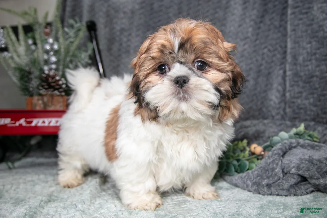 Shih Tzu dogs for sale: Peanut - Ad 1