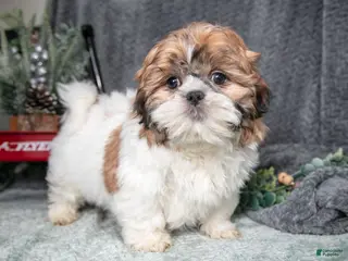 Shih Tzu dogs Peanut - Ad 31
